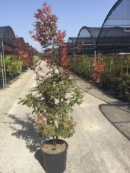  ACER PALMATUM ATROPURPUREUM CLT. 18 vrslevel japn juhar