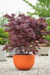  ACER PALMATUM BLOODGOOD CLT. 15 vrslevel japn juhar