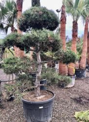  Pinus sylvestris CLT230 POMPONS erdeifeny