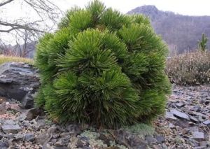  Pinus leucodermis ’Schmidtii’ CLT10 balkni pnclfeny