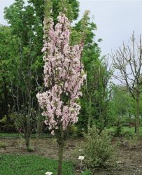  Prunus ser.’Amanogawa’ CLT18 8/10 japncseresznye