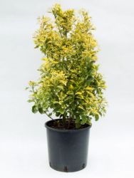  Euonymus jap.’El. Aureus’ CLT12 japn kecskerg