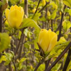  Magnolia acum.’Yellow Bird’ LV9 hegyeslevel liliomfa
