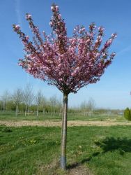  Prunus ser.’Kanzan’ CLT15 STANDARD japncseresznye