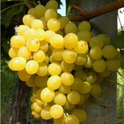  Vitis  vinifera  ’Palatina’CLT5