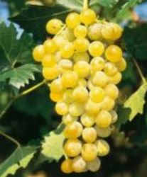  Vitis  vinifera  ’Poloske  Muscat’CLT5