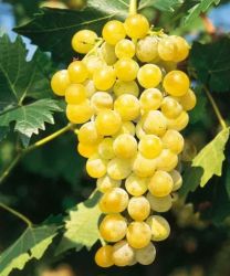  VITIS VINIFERA POLOSKE MUSCAT CLT. 10 borterm szl