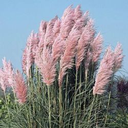  CORTADERIA SELLOANA PINK FEATHER CLT. 3 pampaf