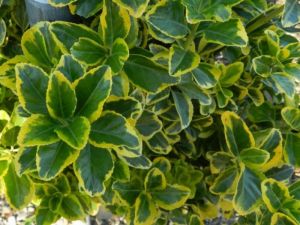  EUONYMUS JAP. ELEGANT. AUREUS  CLT. 7 Japn kecskerg