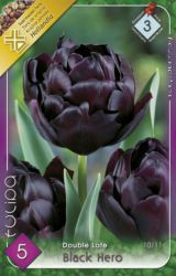  Tulipa Double Late Black Hero teltvirg tulipn virghagymk 3’