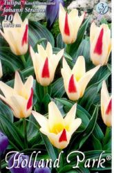  Tulipa Johann Strauss tulipn virghagymk 3’