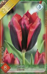  Tulipa Triumph Slawa triumph tulipn virghagymk 3’