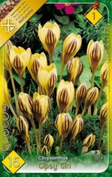  Crocus Species Chrysanthus Gipsy Girl botanikai krkusz virghagymk 1’