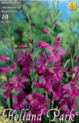  Gladiolus communis ssp byzantinus kardvirg virghagymk 1’