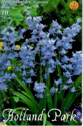  Hyacinthoides hispanica kkcseng virghagymk 2’
