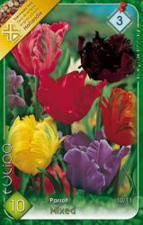  Tulipa Parrot mixed vegyes tulipn virghagymk 3’