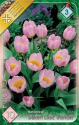  Tulipa Botanical Bakeri Lilac Wonder tulipn virghagymk 3’