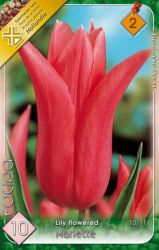  Tulipa Lily flowered Mariette tulipn virghagymk 2’