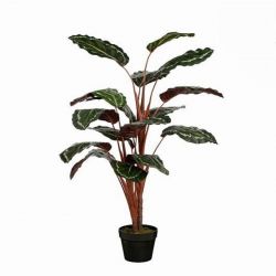 Mica Calathea zld mnvny cserpben 120 x 80 cm