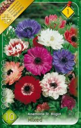  Anemone St. Brigid Mixed Szellrzsa virghagymk 1’