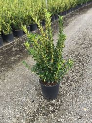  Euonymus Japonica ’Aureus’ aranytarka japn kecskerg CLT10-es cserpben