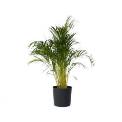 Areca/Chrysalidocarpus lutescens - aranyplma szobanvny 10,5 cm-es cserpben, 20/30 cm