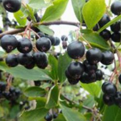 Ozis fekete trpeberkenye - Aronia prunifolia "Hugin" - kontneres, korai,nagy terms c2 40/50