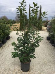 Babrmeggy vltozat Prunus La. ’Novita’ CLT25 150/175 150/175 cm