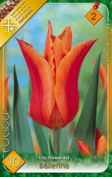  Tulipa Lily Flowered Ballerina liliomvirg tulipn virghagymk 2’