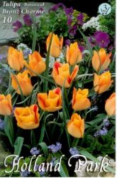  Tulipa batalinii bronz charme tulipn virghagymk 3’