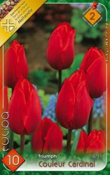  Tulipa Triumph Couleur Cardinal/Triumph Red Tulipn virghagymk 2’