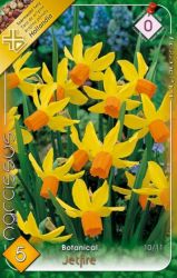  Narcissus Botanical Jetfire Nrcisz virghagymk 0’