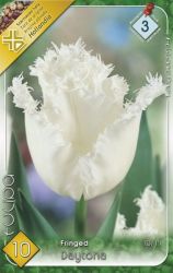  Tulipa Fringed Daytona Crispa tulipn virghagymk 3’