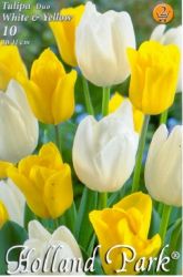  Tulipa Duo White & Yellow triumph tulipn virghagymk 2’