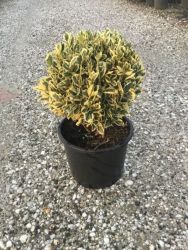 Fehrtarka japn kecskerg Euonymus Japonica ’Bravo’ CLT15 Gmb