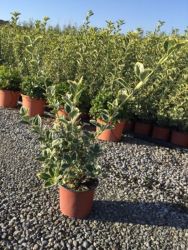 Fehrtarka japn kecskerg Euonymus Japonica ’Pres. Gau.’ CLT3