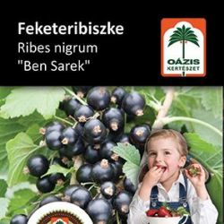 Ozis feketeribiszke - Ribes nigrum "Ben sarek" - kontneres, fekete, nagy szem c2 40/50