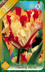  Tulipa Flaming Parrot Tulipn virghagymk 3’