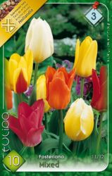  Tulipa Fosteriana Mixed Tulipn virghagymk 3’