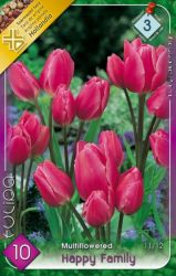 Tulipa Multiflowered Happy Family Tulipn virghagymk 3’