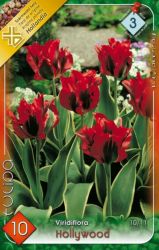  Tulipa Viridiflora Hollywood Tulipn virghagymk 3’