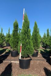 Juniperus  chin.’Spartan’  CLT18