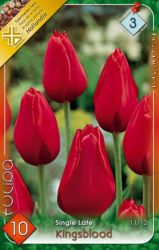  Tulipa Single Late Kingsblood tulipn virghagymk 3’