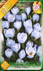  Crocus Chrysanthus Blue Pearl Botanikai krkusz virghagymk 0’