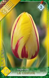  Tulipa Single Late La Courtine Tulipn virghagymk 3’