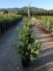  Cupressocyparis Leylandii Leyland ciprus CLT12-es cserpben 125/150 cm