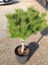 Magastrzs trpefeny Pinus Mugo ’Benjamin’ Lv9 mini trzses