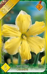  Narcissus Split Corona Cassata nrcisz virghagymk 2’
