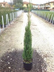  Cupressus Sempervirens ’Pyramidalis’ oszlopos arizniai ciprus CLT7-es cserpben