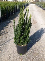  Oszlopos japn kecskerg Euonymus Japonica ’Benk. Erecta’ CLT18 80/100 cm